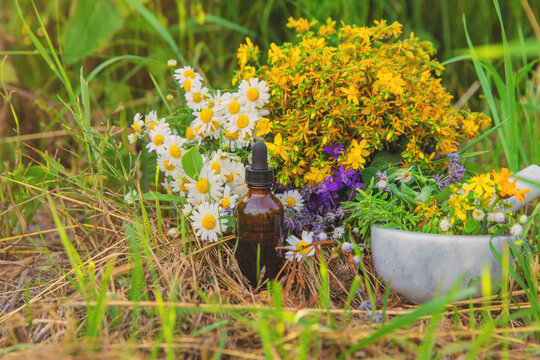 Meadow with medicinal herbs. Selective focus.