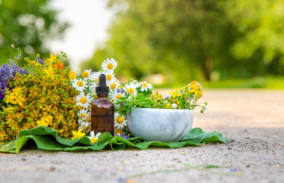 Meadow with medicinal herbs. Selective focus.