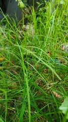 Fototapeta premium Dense Wild Grass Foliage Background