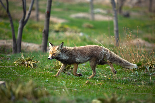 A gray fox in the park.