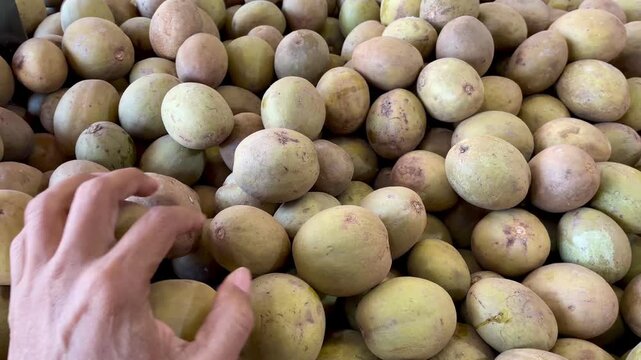 pile of ripe sapodilla fruit on the table, fresh sapodilla fruit harvest ready for sale