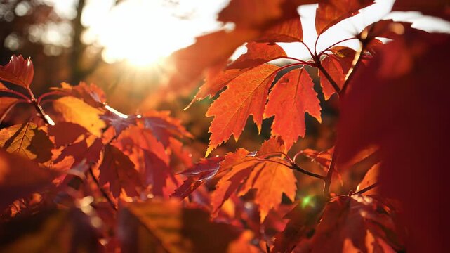 Vibrant red maple leaves glowing in warm autumn sunlight close up