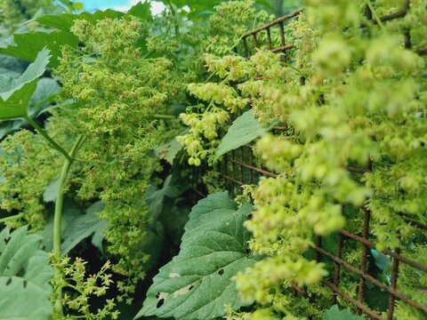 green foliage and vines of hops, flowering hops, young hops