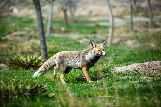 A gray fox in the park.
