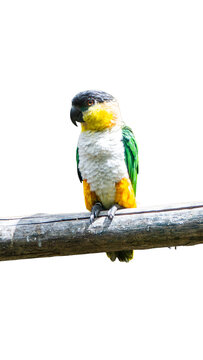 Black-headed caique parrot perched on branch isolated on transparent background PNG