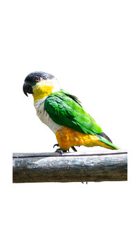 Black-headed caique parrot perched on branch isolated on transparent background PNG