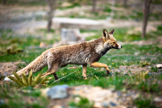 A gray fox running in the park.