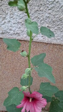 Vertical video of a pink hollyhock (Alcea rosea) and firebug (Pyrrhocoris apterus)
