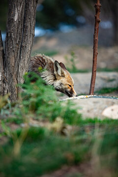 A gray fox in the park.