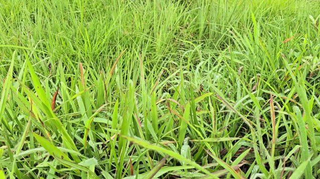  Para Grass Brachiaria mutica is covered in morning dew. Trunk swayed in the wind. Mauritius Grass leaves oblong or lanceolate, covered in short hairs. Buffalograss or Panicum grass is fast-growing,
