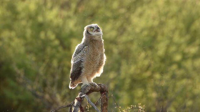 Young owl perched on a branch in soft golden hour light with bokeh background
