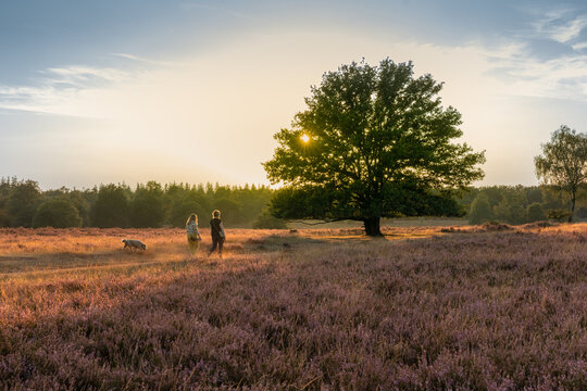 Two people walking a dog across blooming purple heathland beside a large tree illuminated by warm golden-hour sunlight.