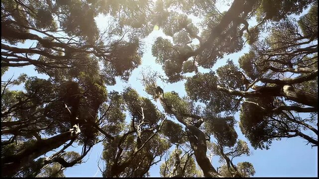 Looking up through ancient gnarled tree branches towards a bright sunny sky