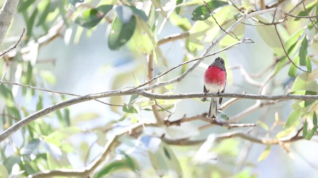 Rose robin Australian native small bird