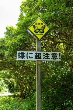 喜界島　蝶に超注意