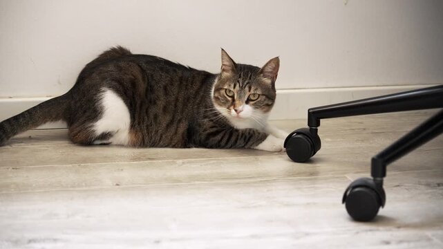 Footage of a relaxed tabby cat resting on the floor while looking directly at the camera. Calm indoor pet behavior with attentive gaze and natural curiosity