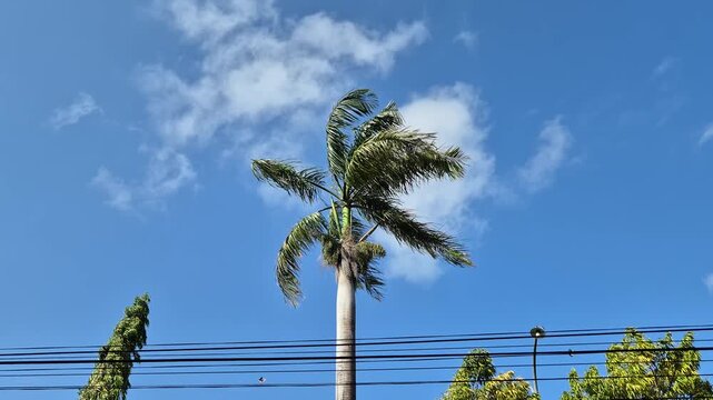 ​Tall palm tree swaying in the wind against blue sky with power lines in foreground