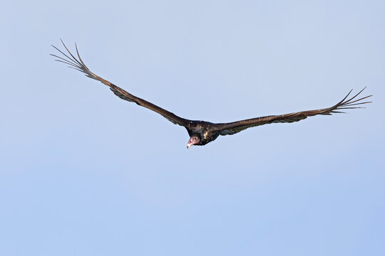 Turkey vulture (Cathartes aura) in flight