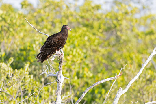 Turkey vulture (Cathartes aura) perched in a tree.