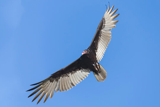 Turkey vulture (Cathartes aura) in flight