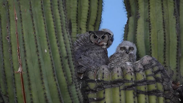 Great Horned Owl family perched on a Saguaro cactus in the desert