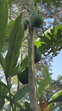 Green unripe papayas growing on a tropical tree trunk