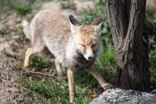 gray fox 