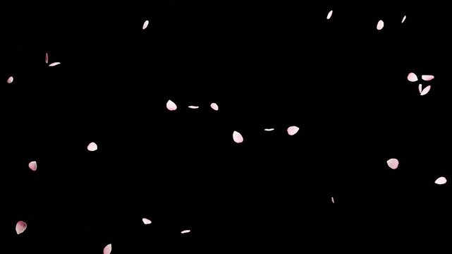 Falling pink cherry blossom petals isolated on black background