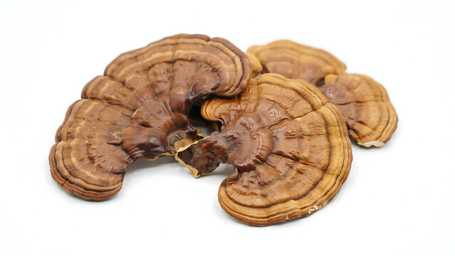 Ganoderma lucidum dried mushroom pieces on white background with mushroom