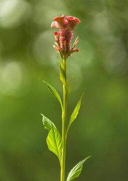Celosia cultiv&eacute;e &agrave; Abrantes, Ribatejo, Portugal