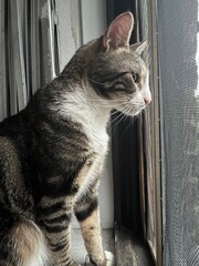 cat looking out the window © Tahnee