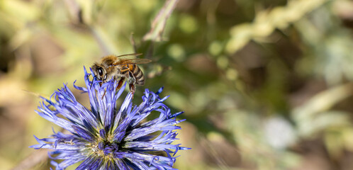 Honeybee pollinating a light purple wildflower © Dimitar