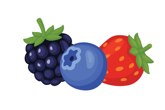 strawberry,blackberry, blueberries vector logo isolated on white background.	