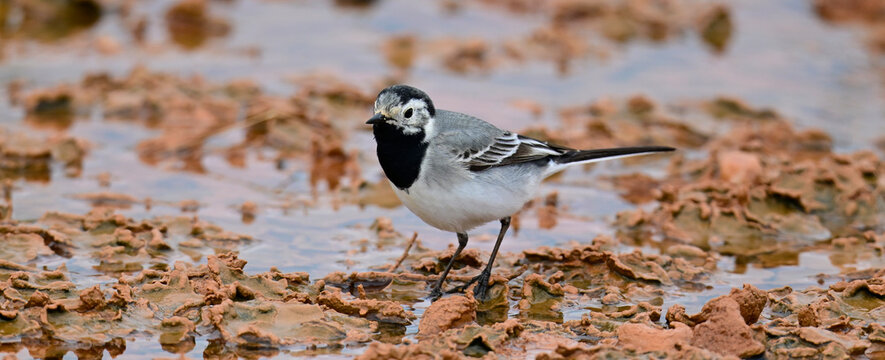 Bachstelze // White wagtail (Motacilla alba)  - Katalonien, Spanien