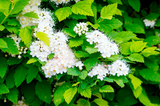 Flowering bush of white spirea, a fragrant tall perennial plant.