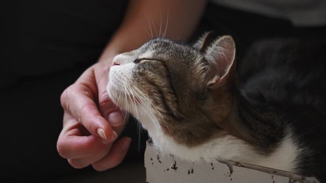 Close-up of a tabby domestic cat enjoying gentle chin scratches from its owner. Warm indoor scene expressing trust, affection, relaxation, and the bond between people and pets