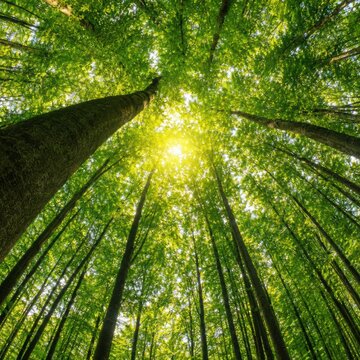Sunlight through a green forest canopy creating a restorative forest-bathing experience