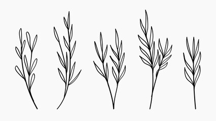 Obraz premium Hand Drawn Wild Plant Branch Line Art Set Vector Illustration