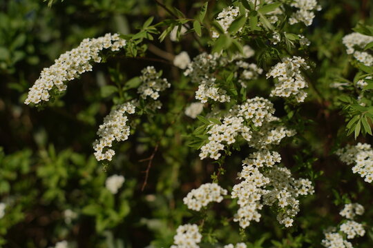 White spirea blossoms on arching branches in a spring garden