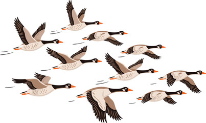 Flgith of wild geese migrating across the open sky. © Mominul