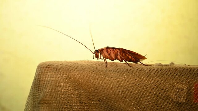 The American Cockroach (Periplaneta americana), also known as the "Bombay canary," is a pest in India, measuring 35 mm to 50 mm. carry bacteria like Salmonella, E. coli, and pathogens