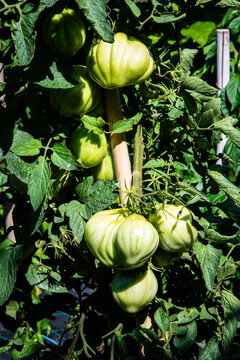 Primo piano di alcuni pomodori ancora acerbi che crescono su una pianta