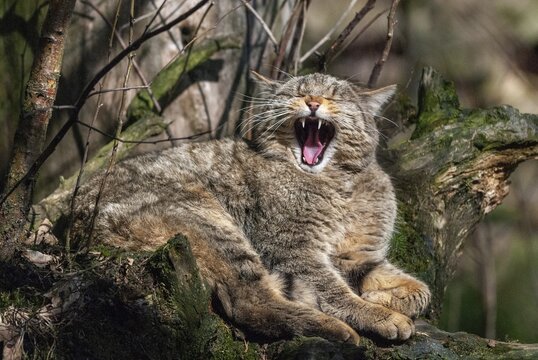 Carnivora, felis silvestris, predators, wildcat, mammals, raptors, mammals