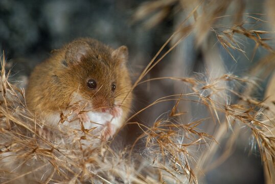 Harvest Mouse, Micromys Minutus, Rodents, Rodentia, Dwarf Mouse, Mammals, Muroids, Rodents, Mammals