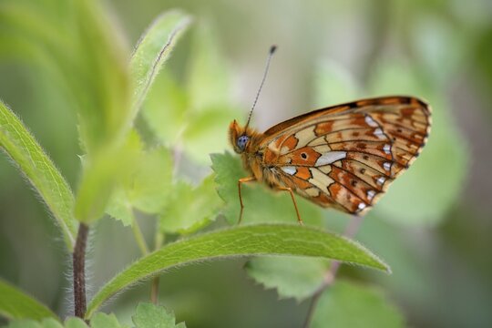 Boloria euphrosyne, clossiana euphrosyne, spring mother-of-pearl butterfly, pearl-bordered fritillary, silverspot pearl butterfly, butterfly, insects, butterfly, butterflies, butterflies, butterflies