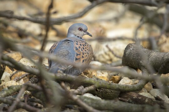 Streptopelia turtur, lovebird, turtle dove, birds, columbidae, doves, birds
