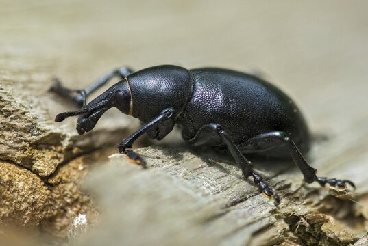 Carrot weevil, curculionidae, chervil weevils, liparus coronatus, weevils, beetles, coleoptera, insects, beetles