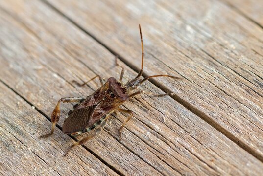 American pine bug, American cone bug, heteroptera, Leptoglossus occidentalis, neobiota, insects, pine bug, neozoon, bedbugs, western conifer seed bug, cone bug