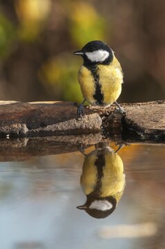 Great tit, great tit, parus major, bath, bird bath, birds, high size, portrait format, tits, passeri, songbirds, tits, drinking water, birdbath, birds, watering place