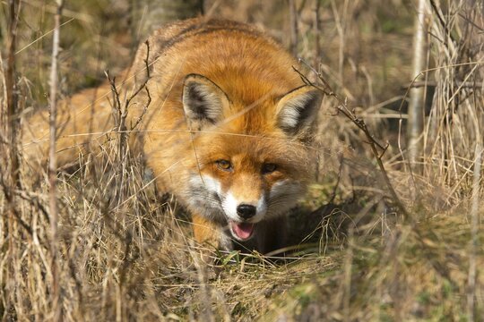 Carnivora, predators, red fox, vulpes vulpes, fox, mammals, raptors, mammals, mammals